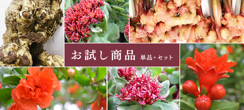 お試し商品